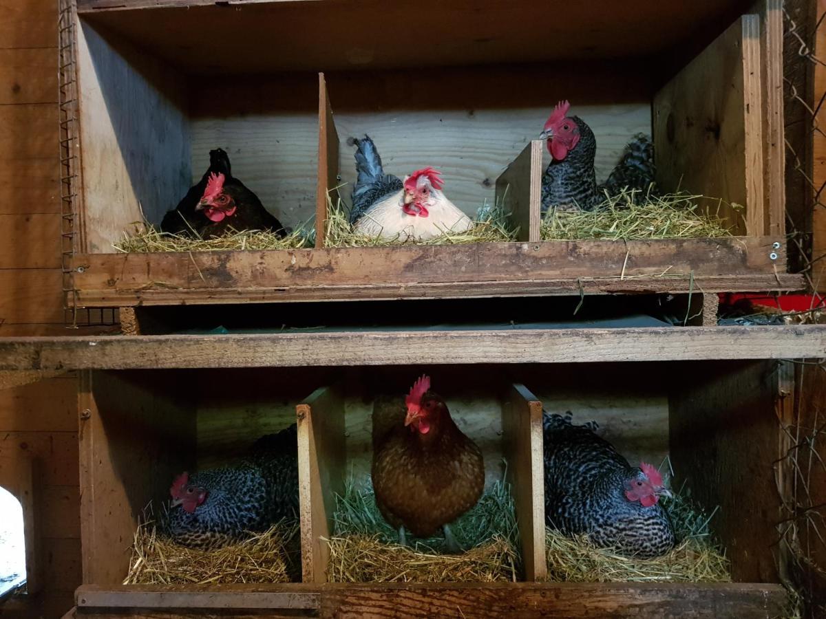 Grosse Ferienwohnung, Auf Bauernhof Mit Ponys Und Pferden, Laendlich Und Ruhig, Naehe Duemmer See Holdorf Zewnętrze zdjęcie